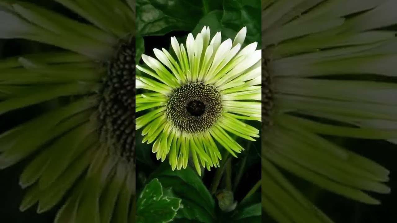 Time Lapse Of Beautiful Blooming Flowers | Flowers On Speed 😉 #Shorts