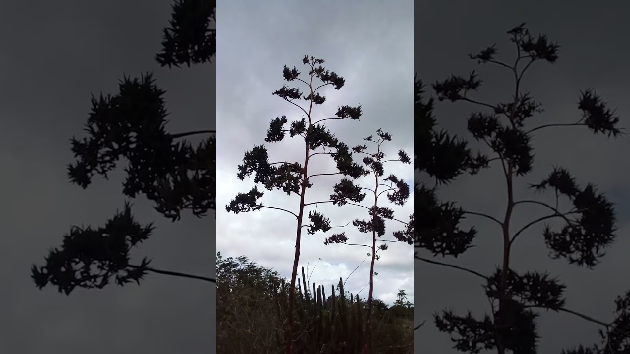 #pend&atilde;o de agave.