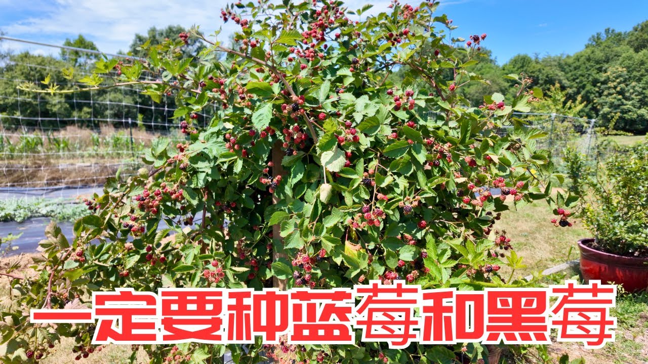 黑莓收获，蓝莓落冠修剪，甜瓜西瓜整蔓，无花果整枝，瓜果满园的日子要开始了
