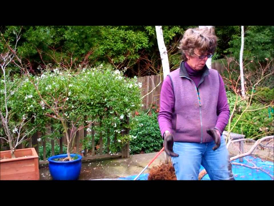 Root Pruning Japanese Maple Container Gardens with Tricia Smyth