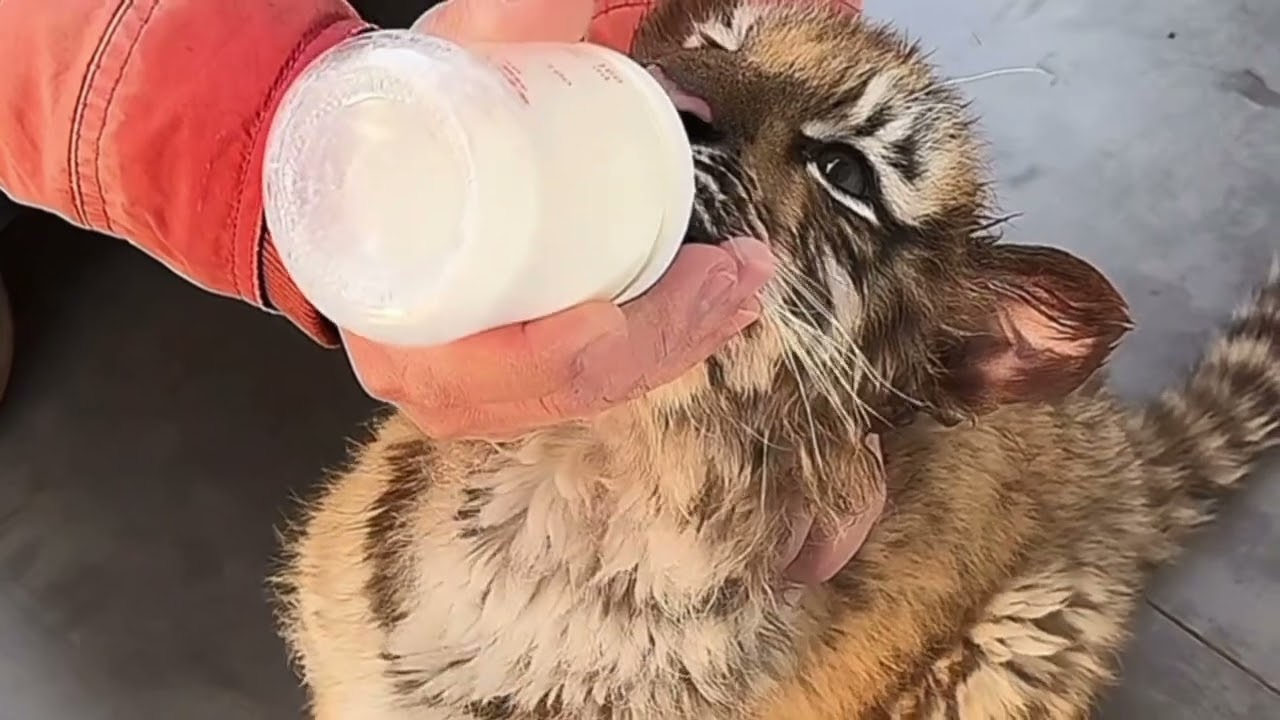 The adorable little tiger cub is drinking delicious milk.🐯😘#tiger #animals #cute #zoo
