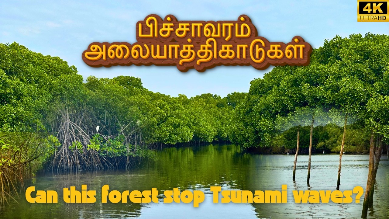 அலையாத்தி காடுகள்: பிச்சாவரம் | Pitchavaram Mangrove Forest – Boat Journey, Cuddalore TN