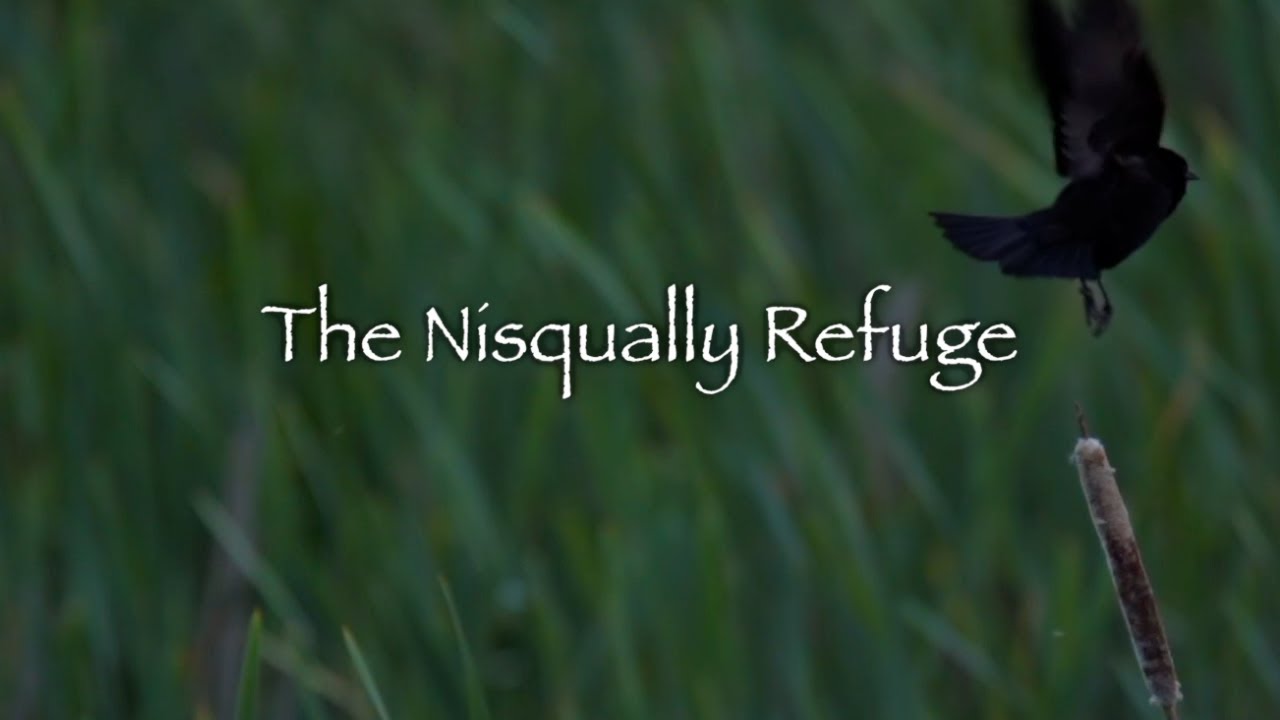 The Nisqually Refuge - Mini Documentary