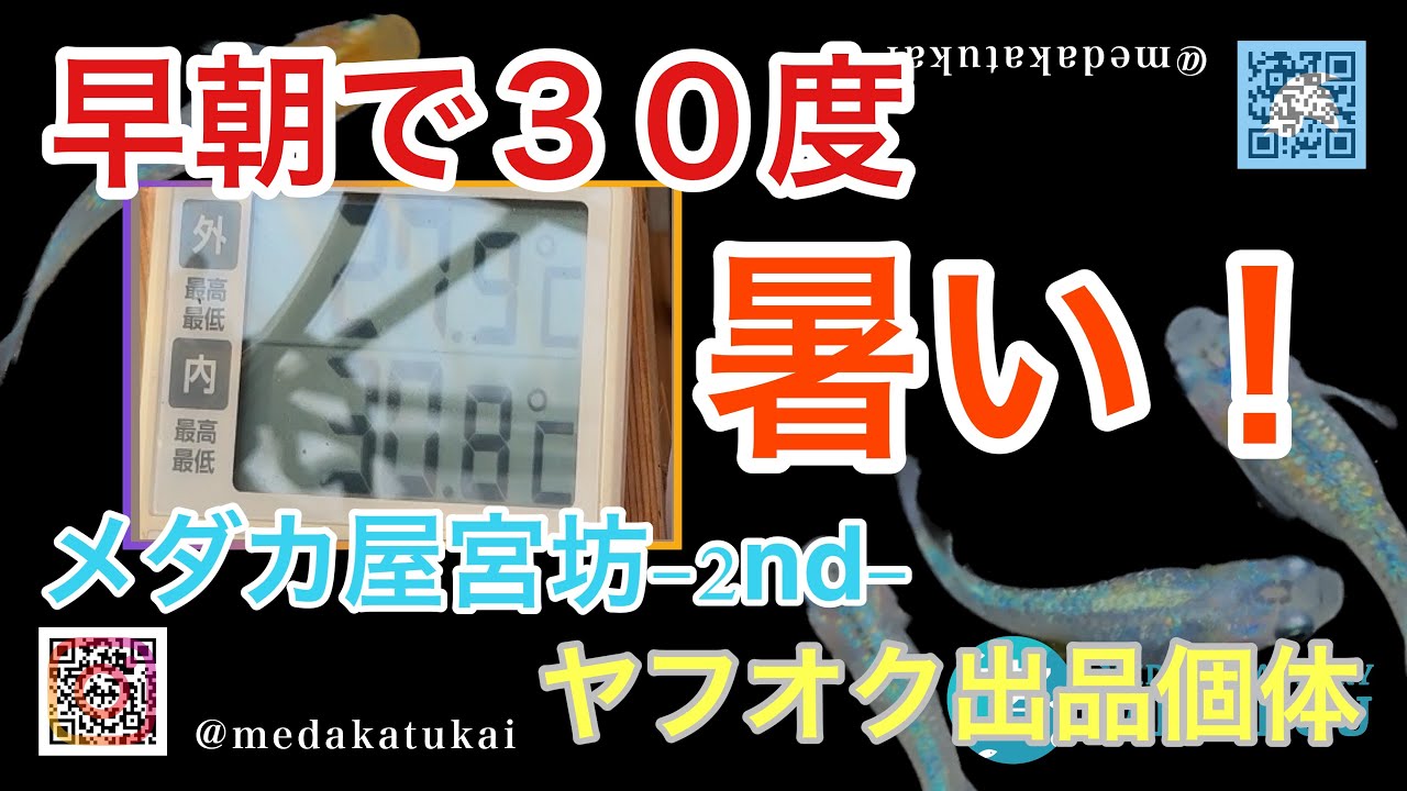 朝5時で３０度！？めだかの高水温対策！【メダカ屋宮坊-2nd-ヤフオク出品個体】夢神、ピンチューン、クラウドグレー、サイシュウヘイキ、高級ミックスめだか