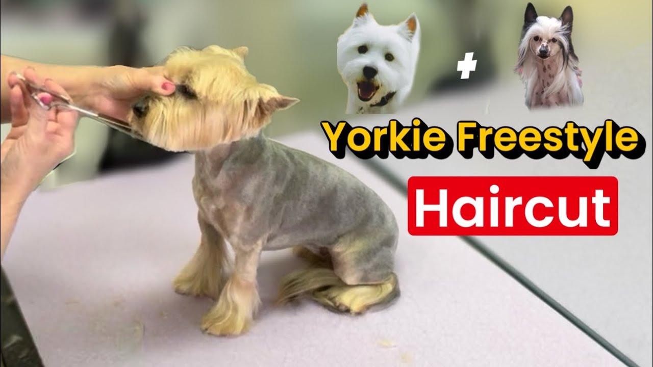 A Yorkie trimmed like a Chinese Crested Dog with a Westie style face at Grande Style Dog Grooming.