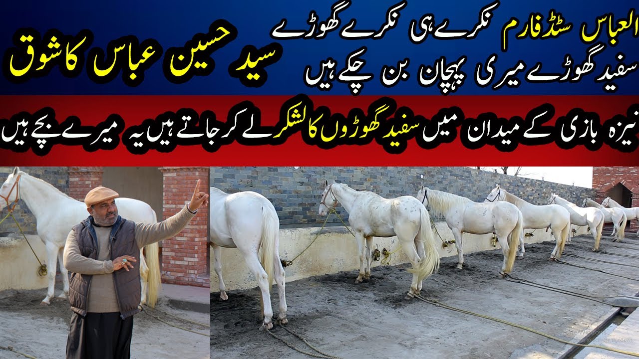 White Horses Club In Pakistan || Al Abbas Stud Farm || Neza Bazi k Khoobsurat Ghory || Horse