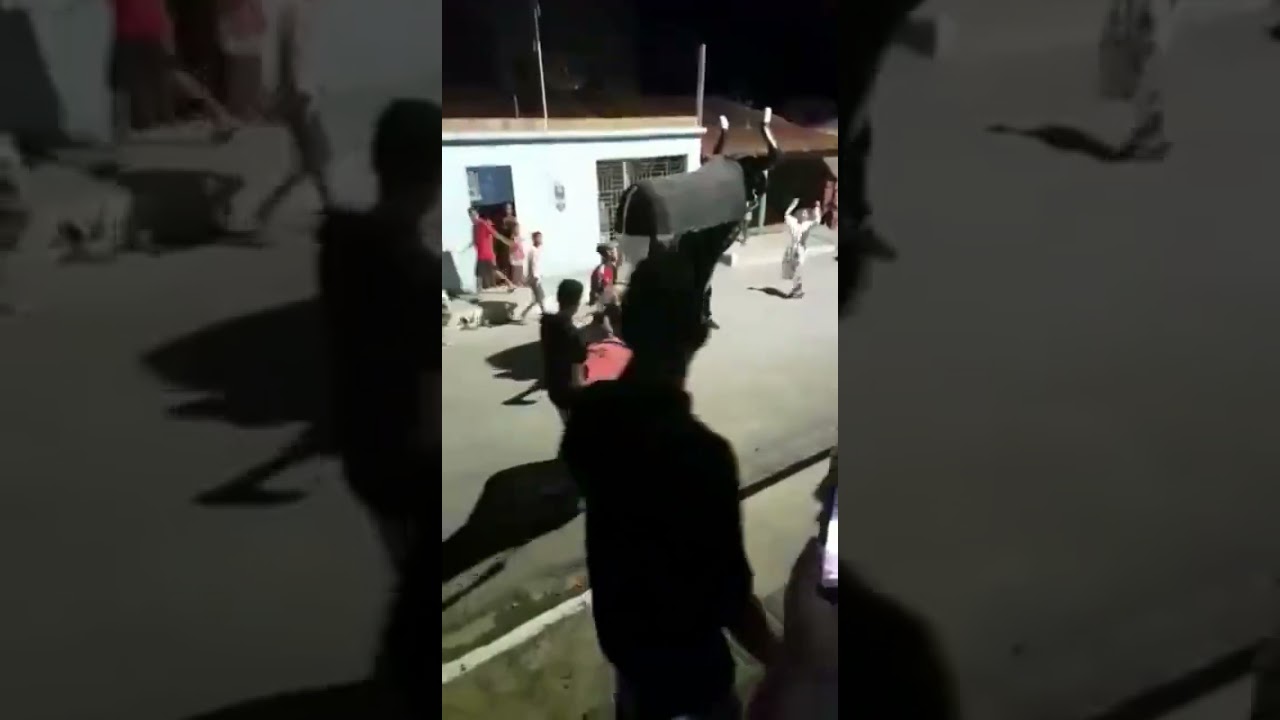 boi bandido em Arcoverde/pe-2022 (folia dos bois)