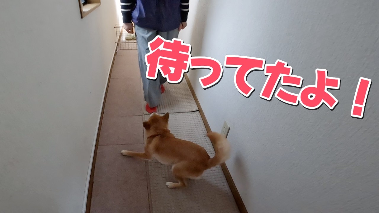 【柴犬小夏】お母さんと散歩に行く時は嬉しすぎて一騒動おきます　HAT神戸なぎさ公園