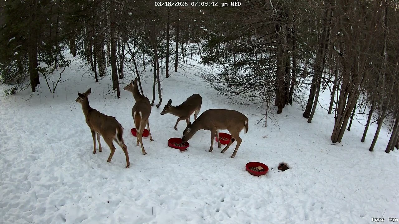 Deer 3-18-2026 6:59 PM