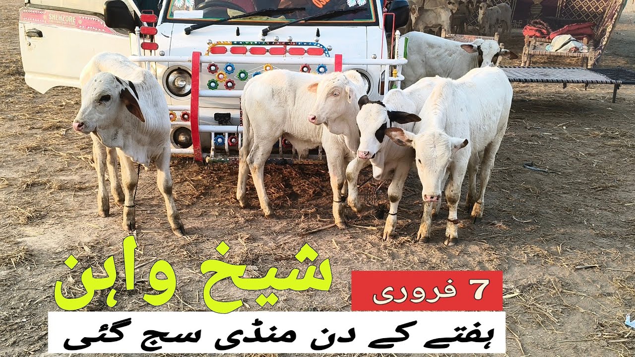 Sheikhwan Mandi Hafty K Dan Mandi Saj Ge 7 February | @MandiBoy8080 | Zeeshan khan 