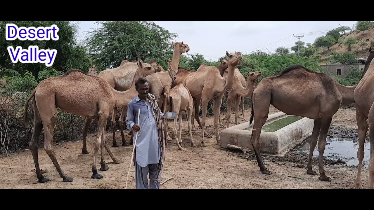 Camel Man with fresh Camel Milk || Camel Calves || Desert Camel