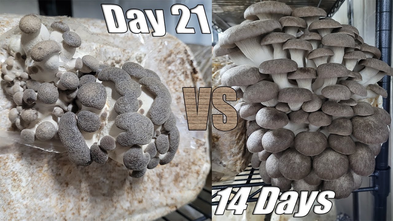 A faster way to produce mushrooms (Tested)