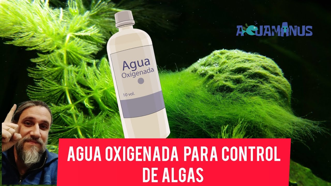 Agua oxigenada para control de algas #acuarioplantado #aquascaping