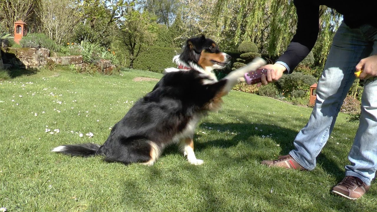 Trainingsroutine Touch und Fass - Für Hunde jeden Alters - Perfekt für Welpen und Junghunde