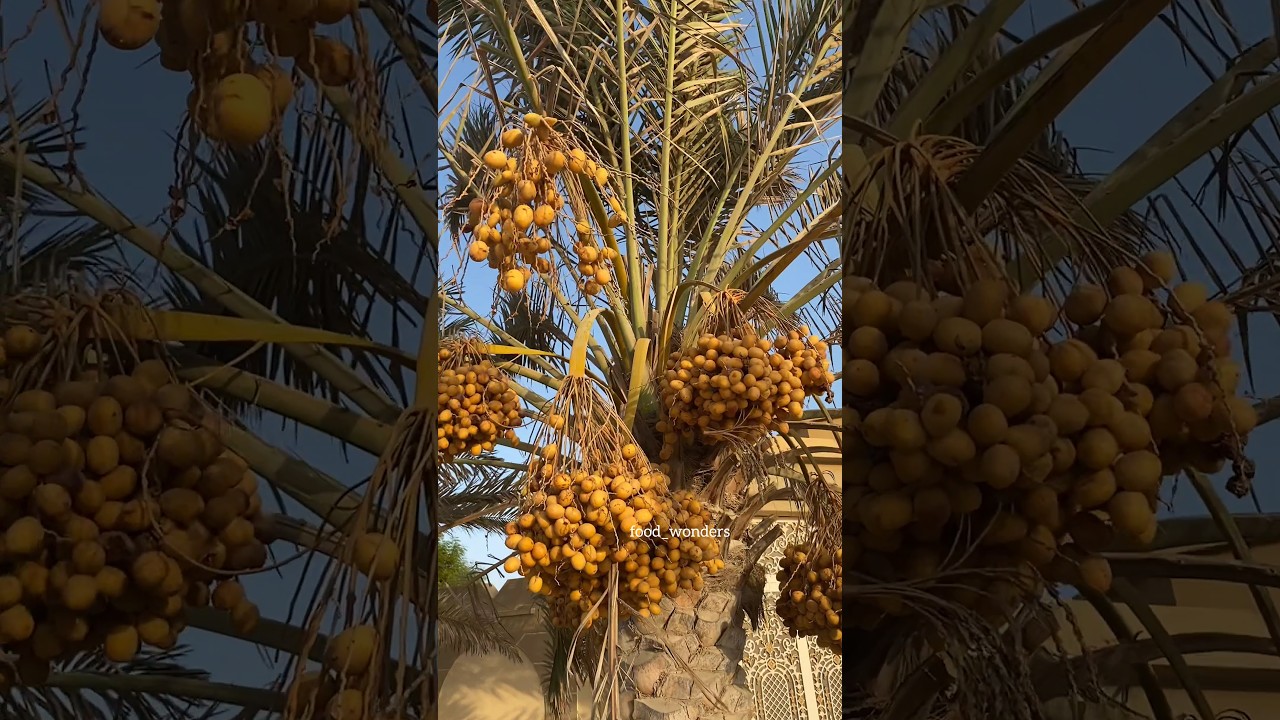 💯😍KHAJOOR Ka Ped👆|| This Is How Date Tree Looks In Dubai || khajoor #short #shorts #ytshorts #dates