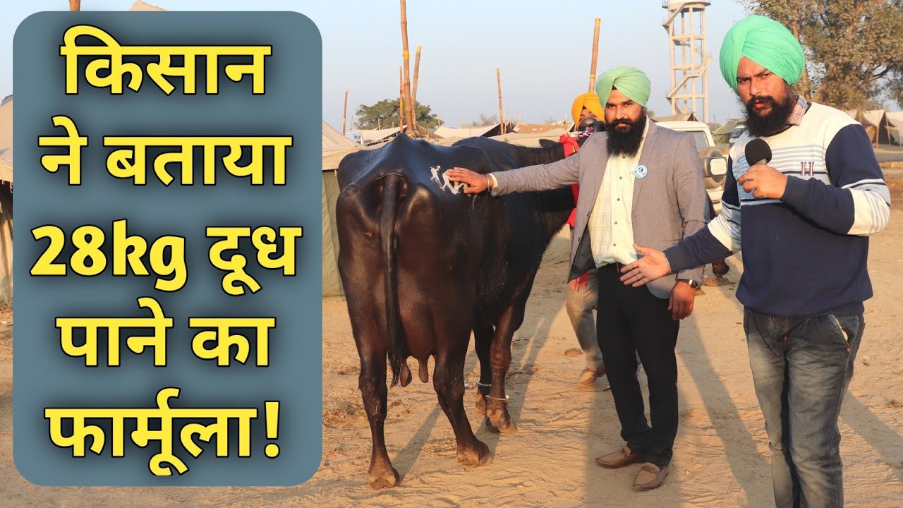 कॉम्पिटिशन में 23kg दूध निकाल बनी चैम्पियन जाने Diet Plan|PDFA Mela Jagraon 2018