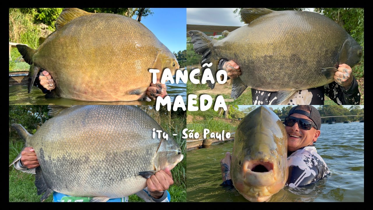 FUI NO PARQUE MAEDA TANCÃO/34KG DE TAMBA NO PRIMEIRO DIA DE PESCARIA/SÓ PEIXE GIGANTE NESSA PESCARIA