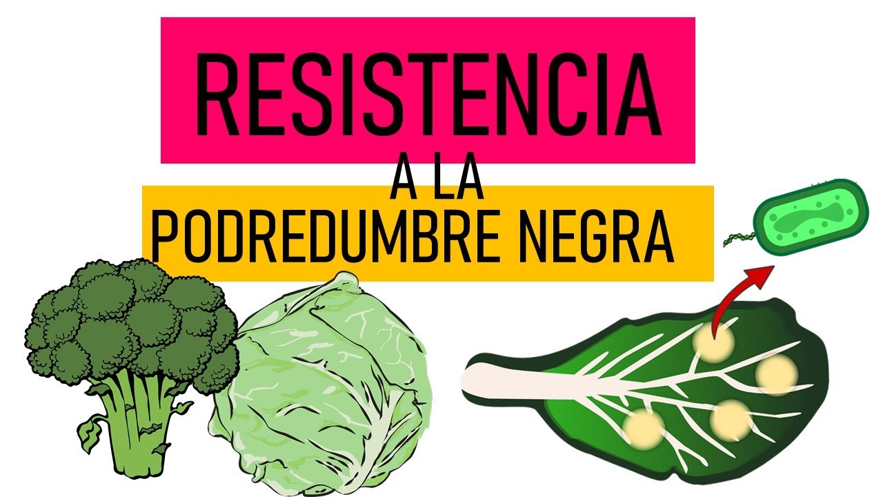 Resistencia de Br&oacute;coli y Repollo frente a 