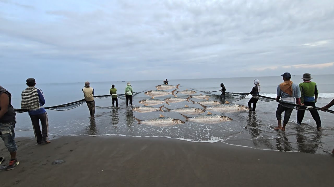Pulling the Beach Seine Net – Massive Fish Catch by Traditional Fishermen