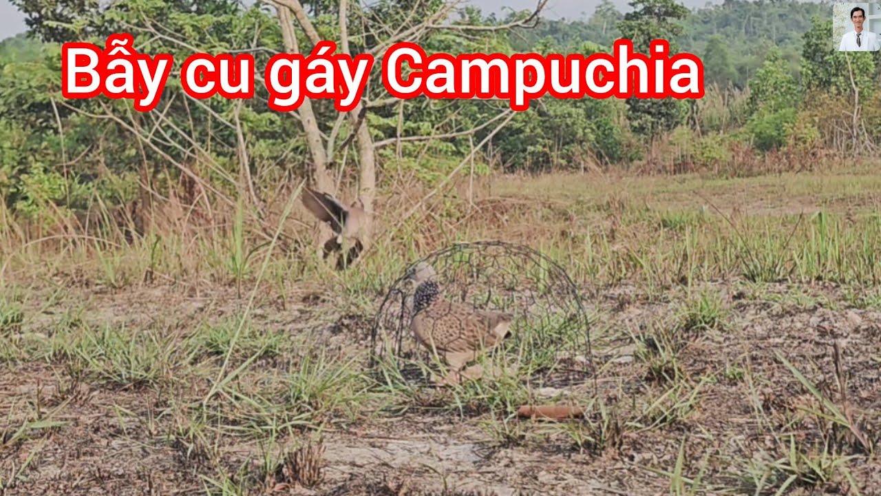 Bẫy cu gáy Campuchia 2026- đầu năm gặp bổi yếu vía 