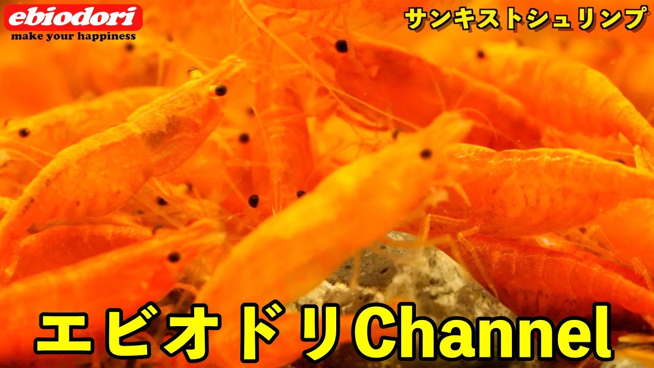 【アクアリウム】エビオドリChannel紹介