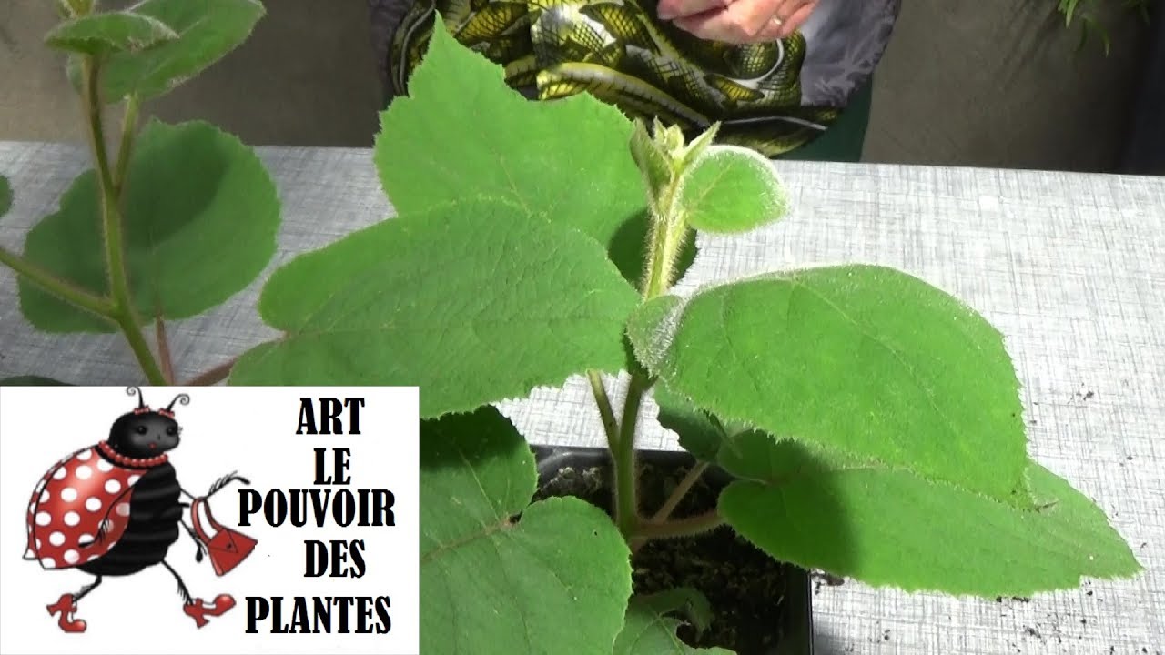 Tuto jardinage: Semis de kiwi: Actinidia chinensis:  Plante vivace