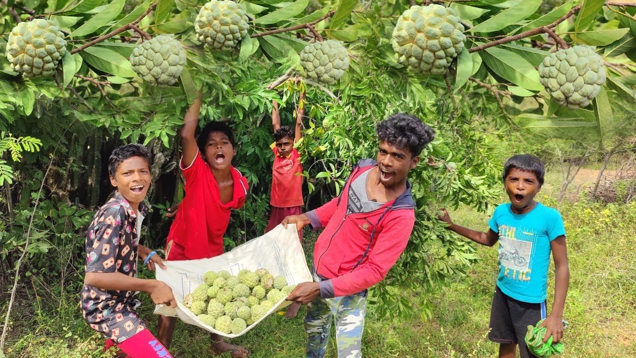 Cheetah fruits hunting by village🍒சீத்தா பழம் வேட்டைக்கி போறோம் | Custard apples #fruitshunting