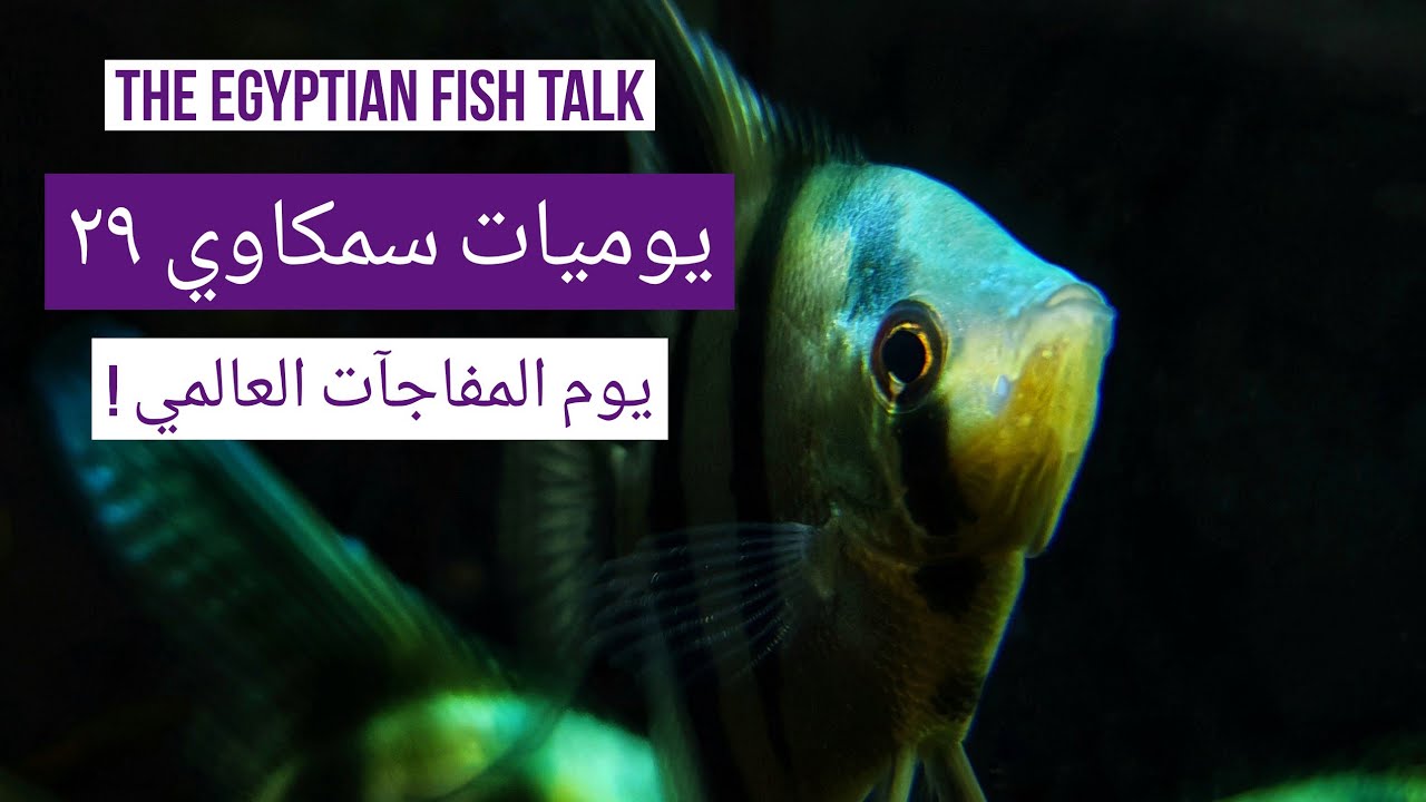 يوميات سمكاوي 29 - يوم المفاجأت العالمي !