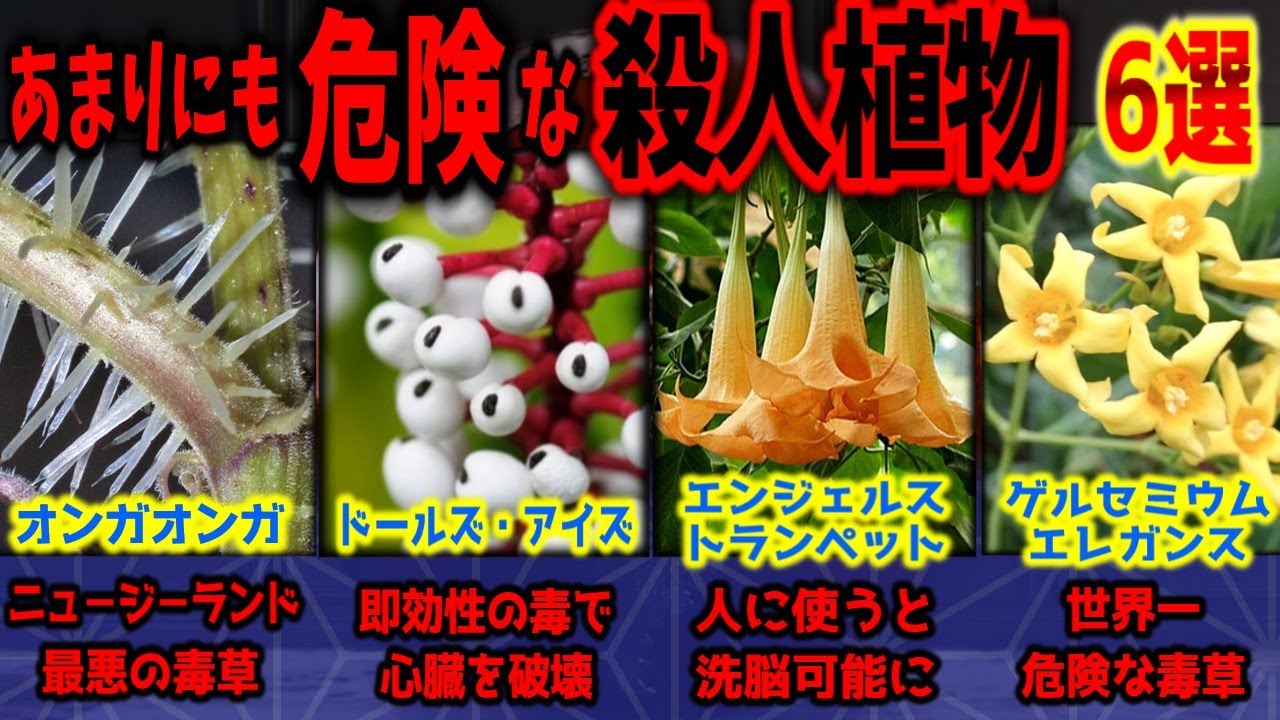【世界最強の毒草】閲覧注意！あまりにも危険な○人植物 6選【ゆっくり解説】