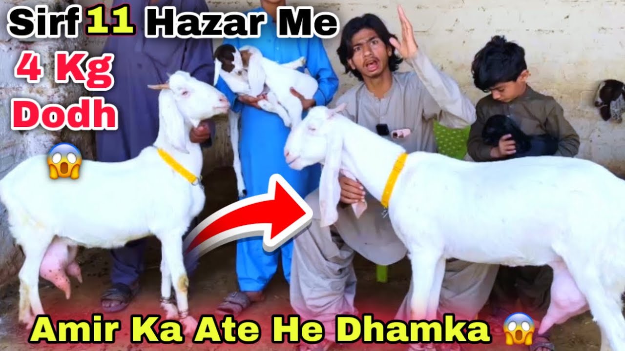Lalukhet Bakra Mandi 🚨India 🇮🇳 Vs Pakistan 🇵🇰 Offer 😱 | Bacho Wali Bakriyan | Ramzan Offer 