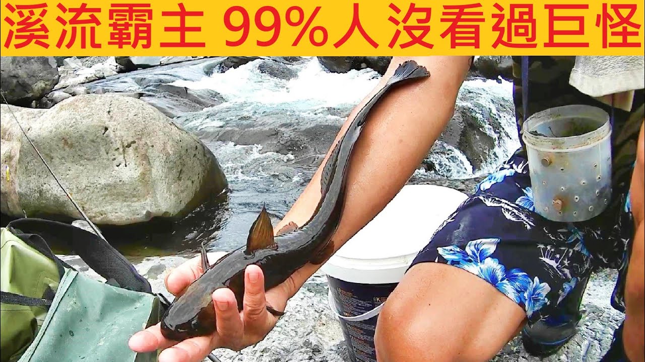溪流霸主 99%人沒看過巨怪 @水壩沖下很多大物 #溪釣 #三角鮕