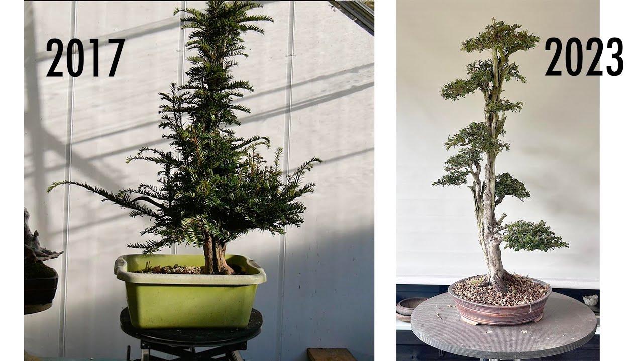 Bonsai Yew 'Pagoda ' Potting part 5