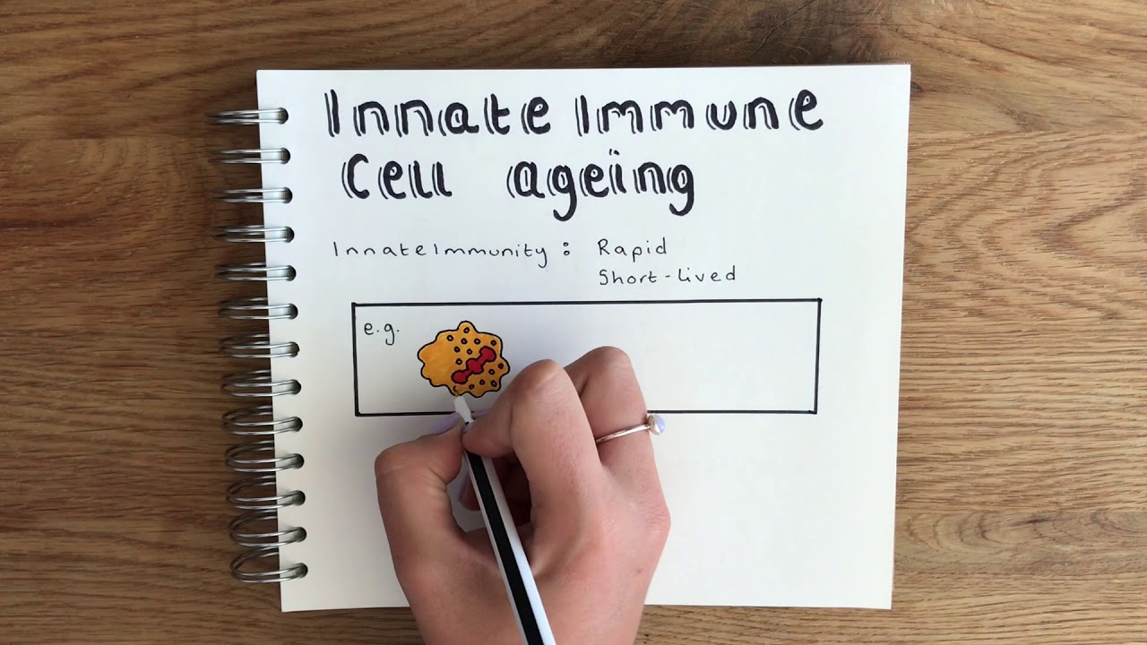 Ageing: Immunosenescence