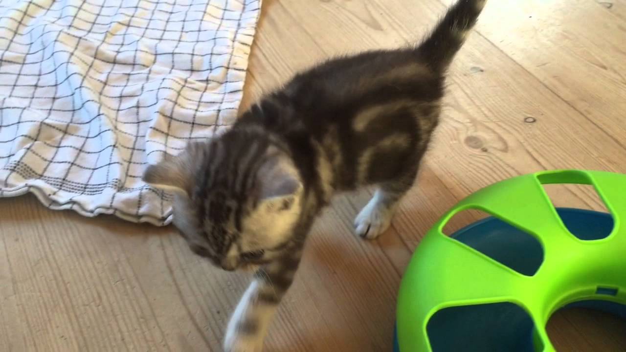 British shorthair, silver blotched tabby. 5 weeks old and from www.catlavida.dk