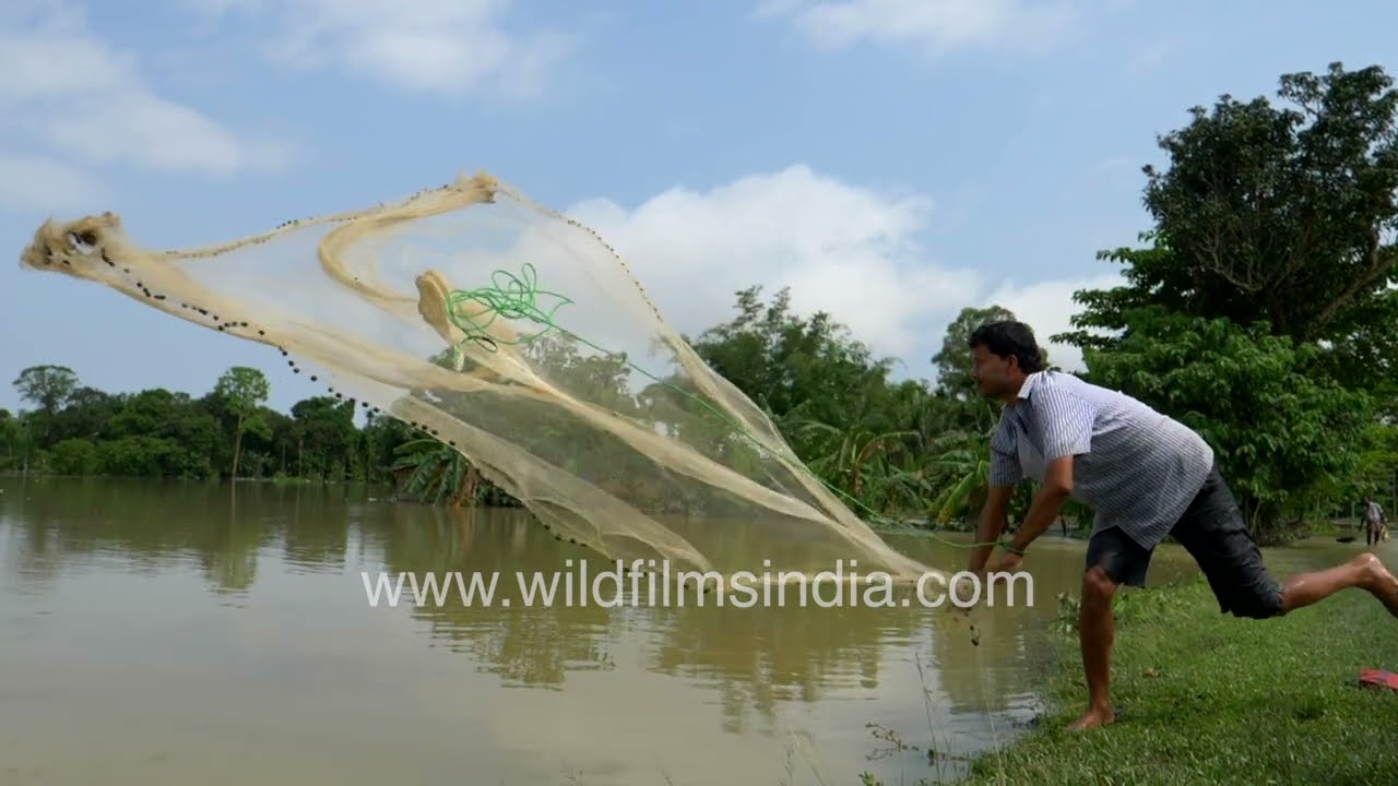 Assamese man tries to catch fish with the fling of a nylon fishing net: Slow motion in Assam floods