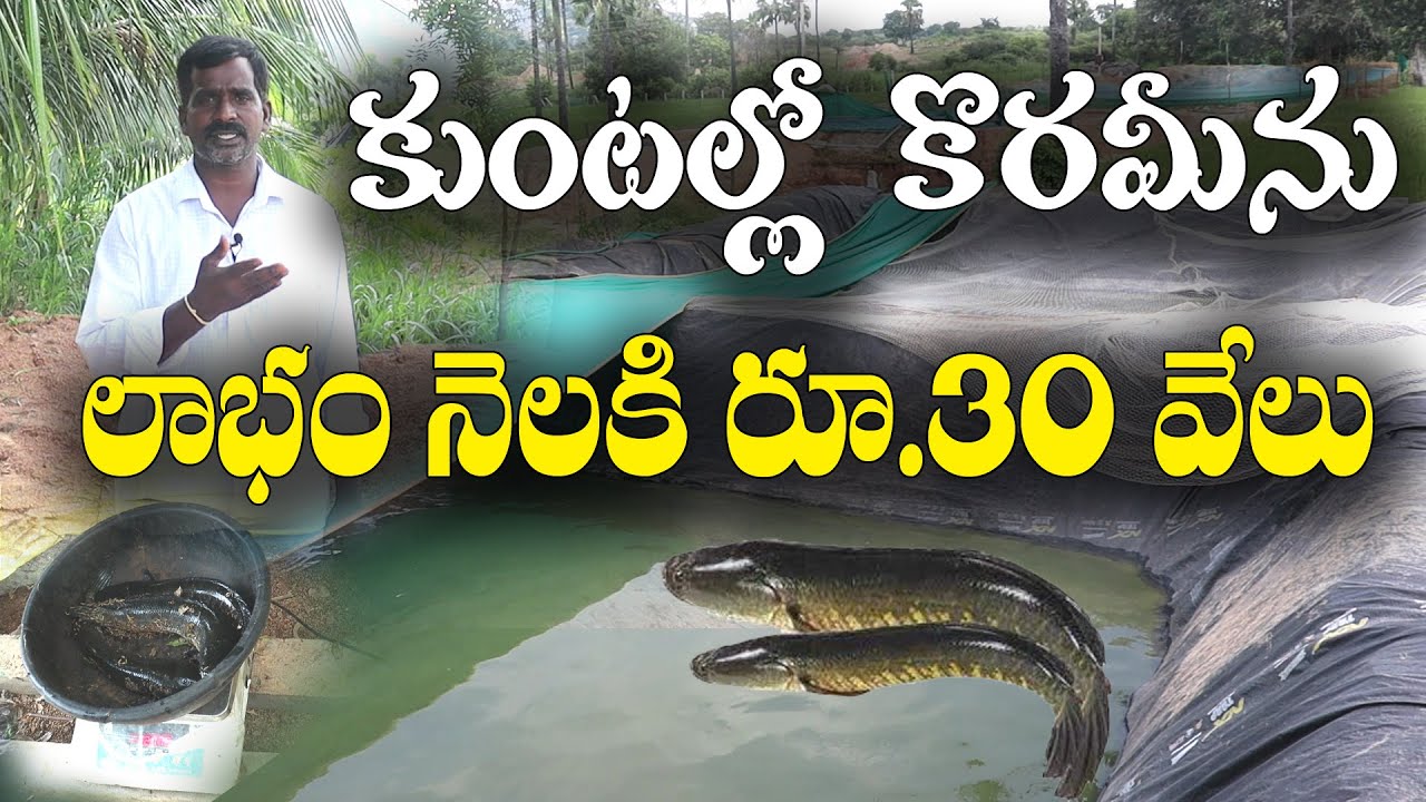 పొలం వద్దే చిన్న కుంటల్లో కొరమేను పెంపకం | Snakehead murrel fish farming |Devender Reddy|rytu vedika