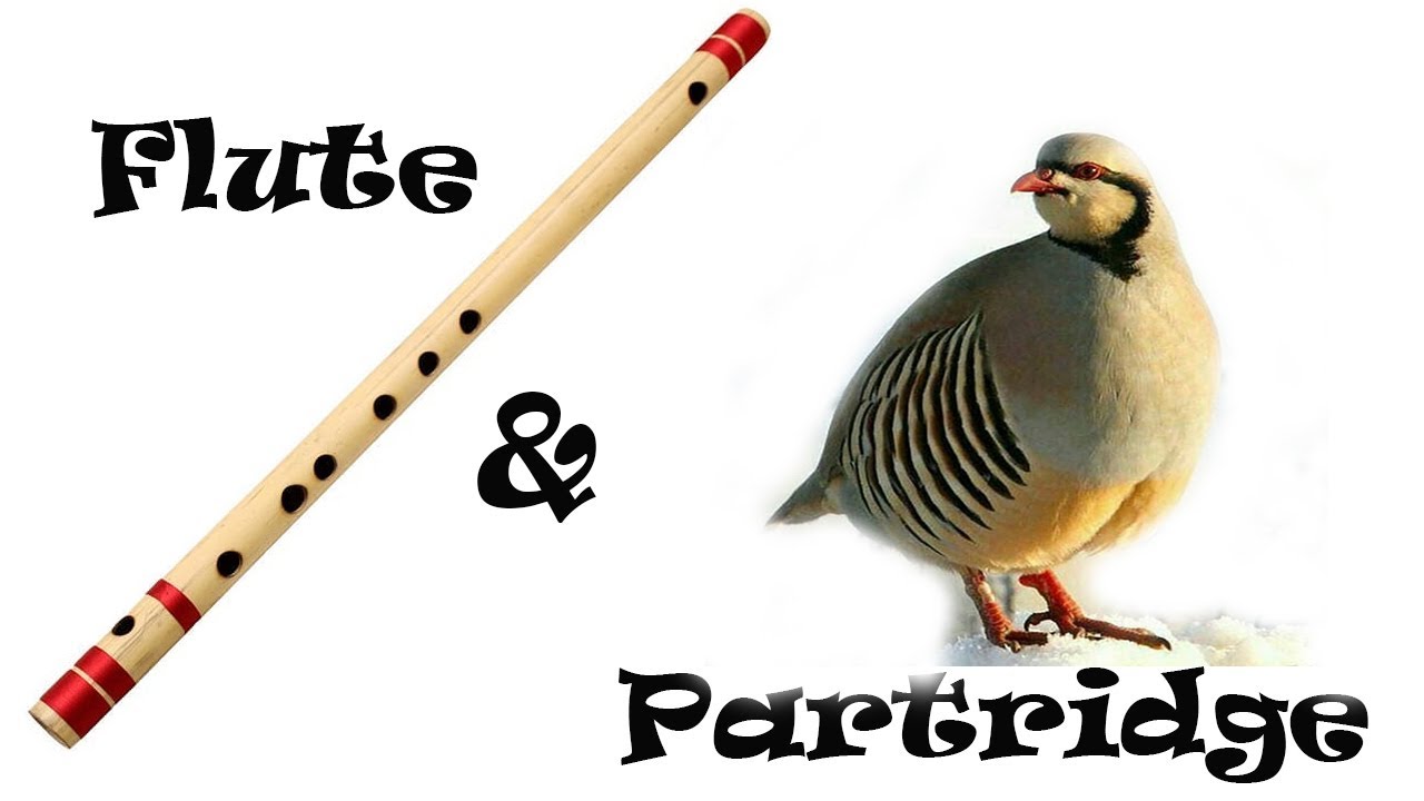 Native Iranian (Kurdish) Flute Music (Shmshal) and Mountain Partridge Song