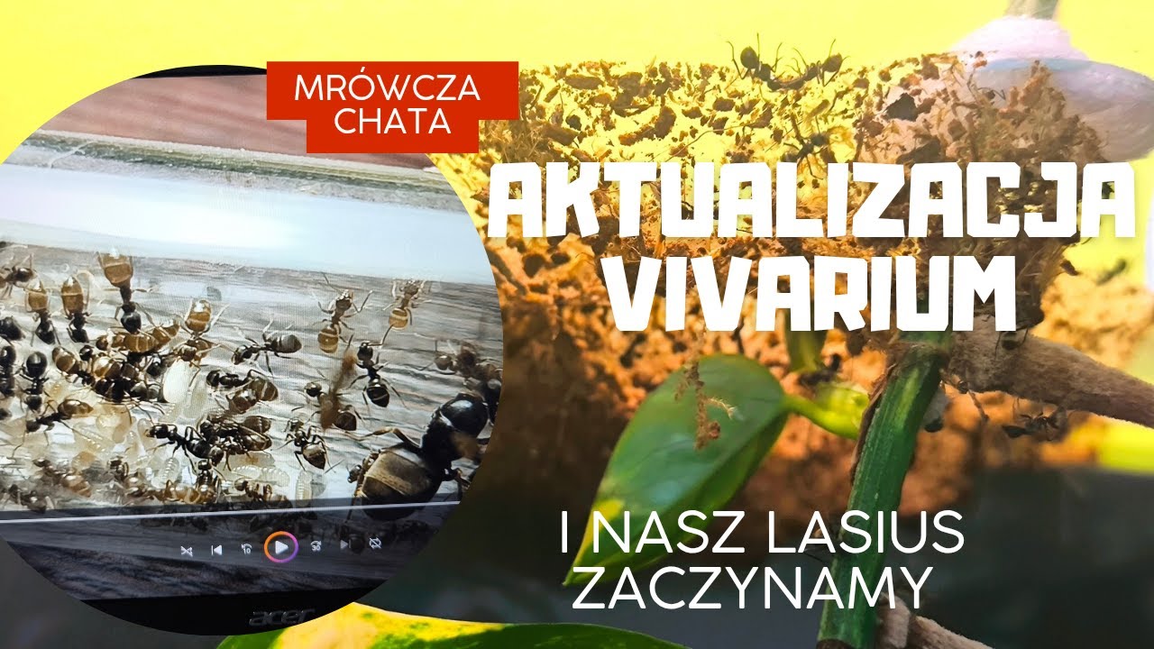 Vivarium Polyrhachis dives Rozbudowa gniazda i Zaczynam nową przygodę z naszą Lasius
