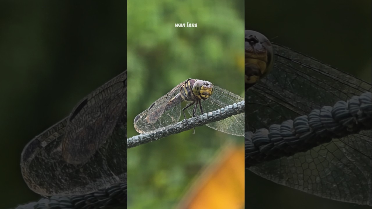 The Beauty of a Dragonfly Up Close | Stunning Macro Photography