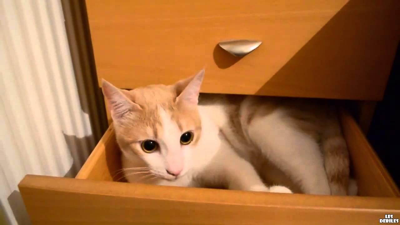 Mon chat se cache dans les tiroirs - iBNTube