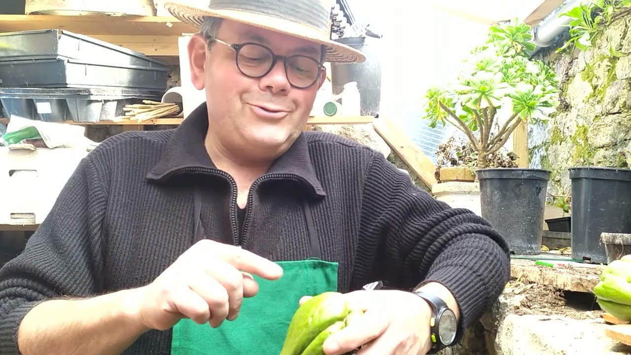 semis et culture facile de la chayotte ou christophine dans nos jardins