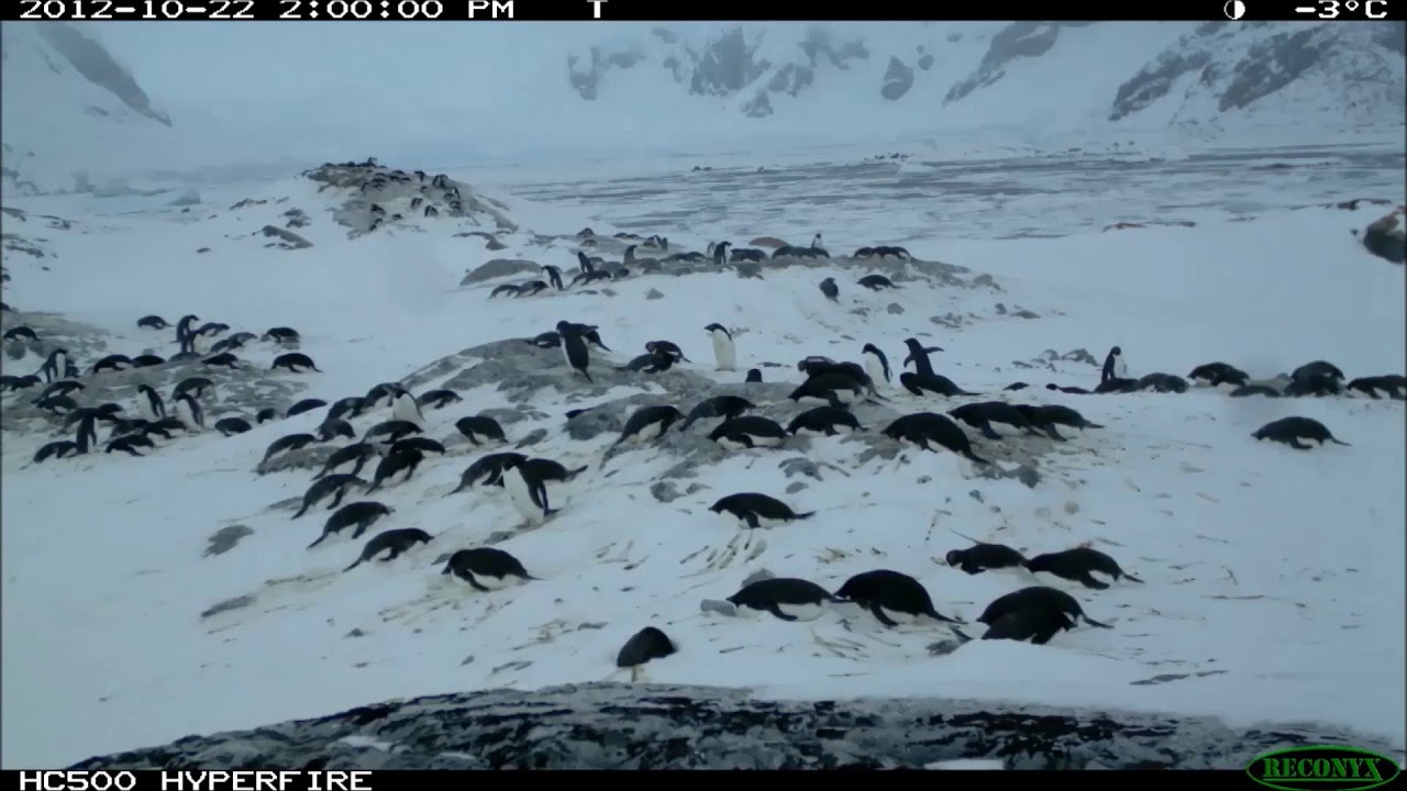 Quark Expeditions partners with Penguin Watch