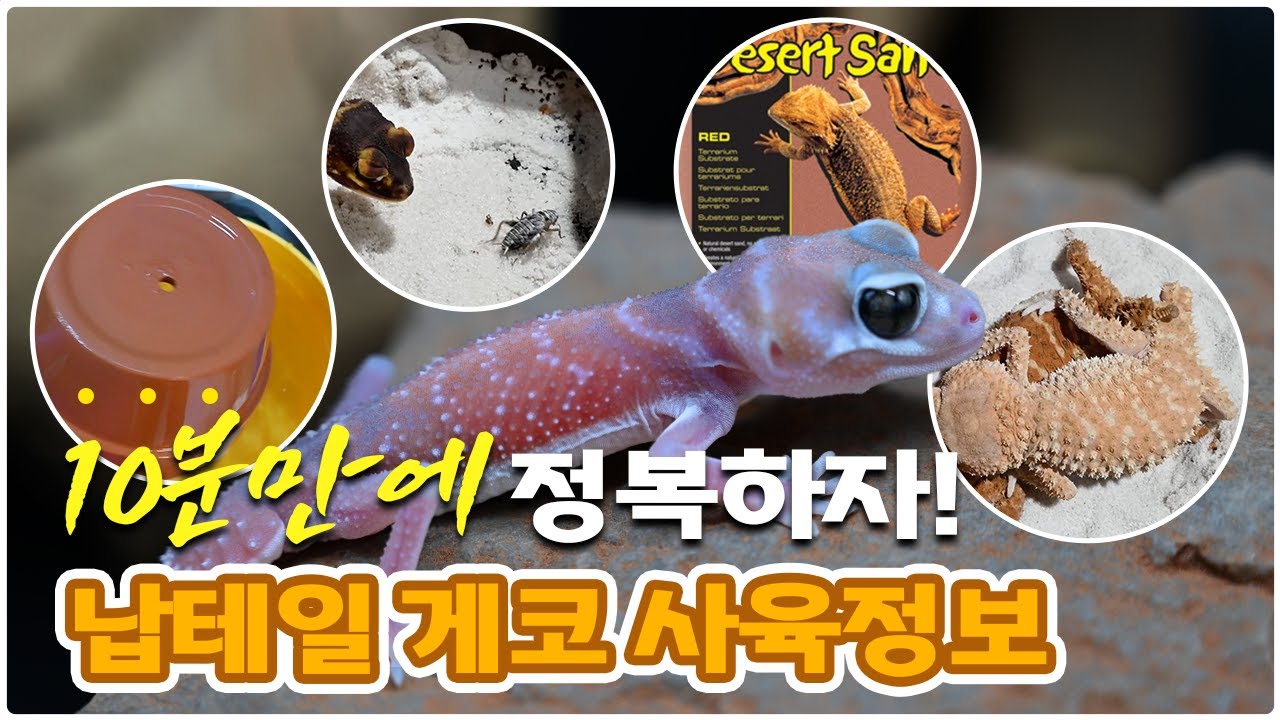납테일게코 사육정보 10분 총정리!! 현재 사육하시는 분들과 사육 예정이신 분들에게 도움이 되실 영상입니다.