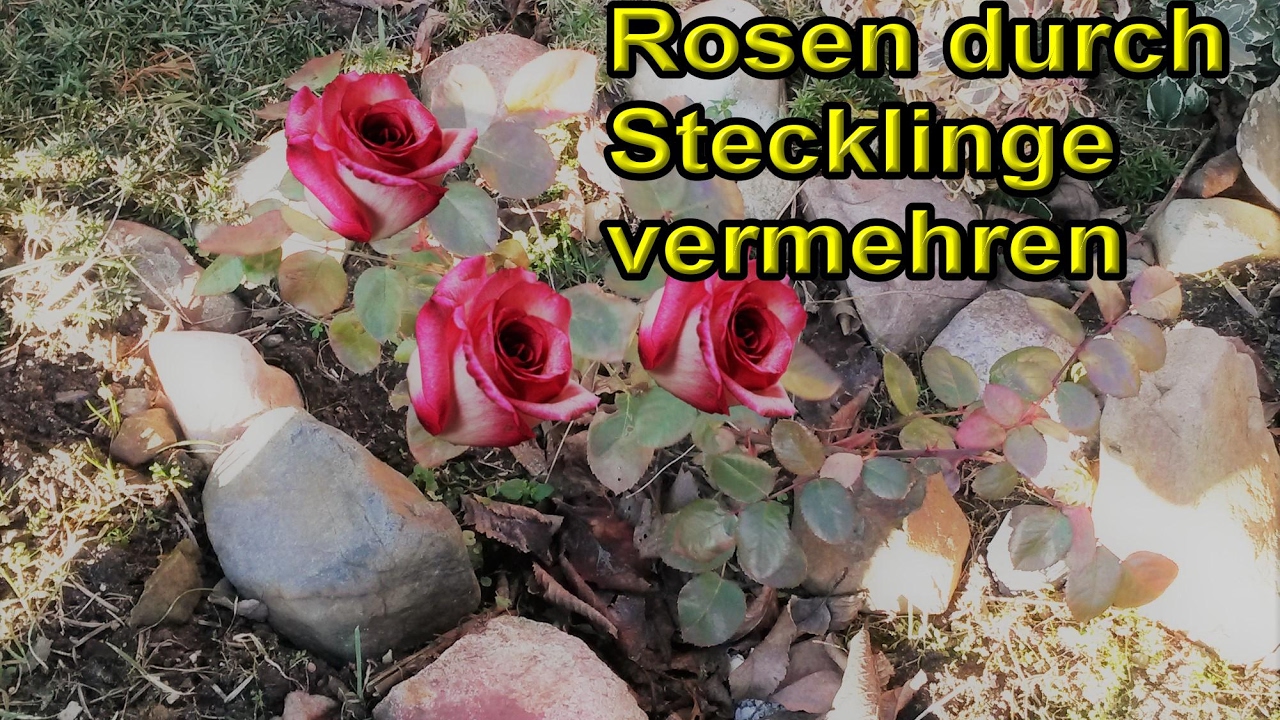 Rosen aus Stecklingen  selber ziehen / Rosenstecklinge vermehren / Rosen z&uuml;chten &ndash; Anleitung