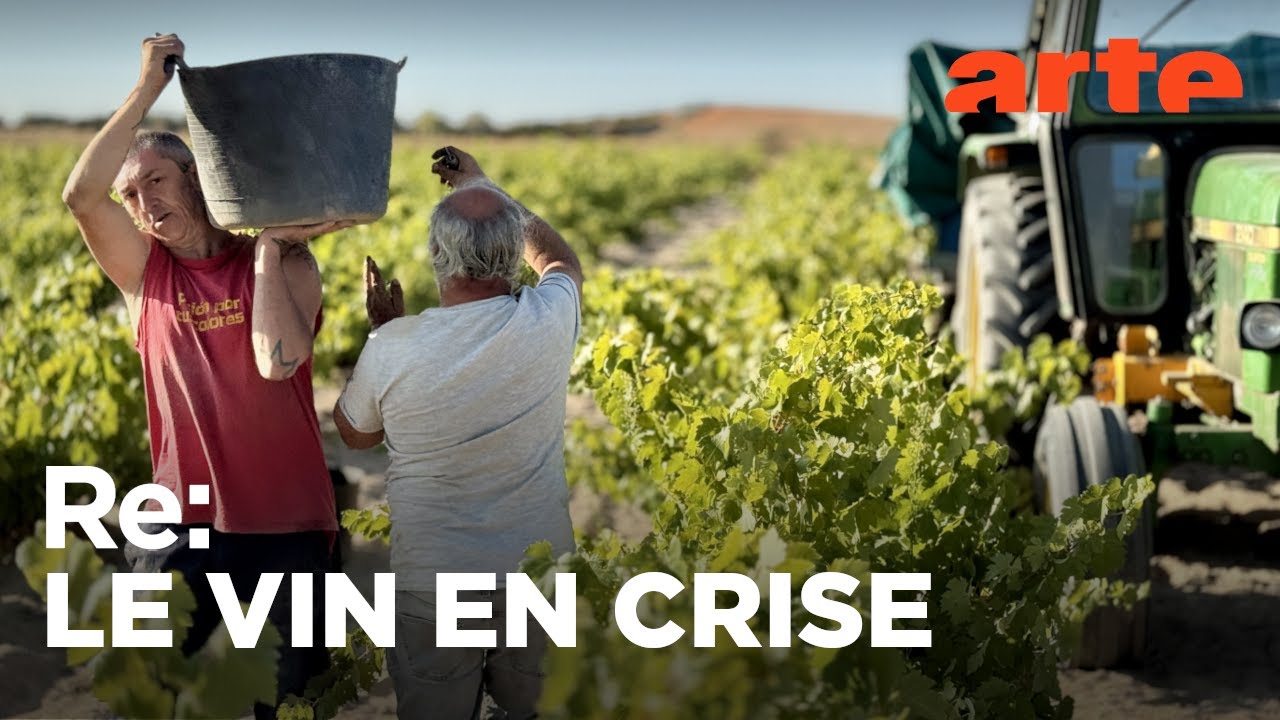 Le vin sans alcool au secours des vignerons | ARTE Regards
