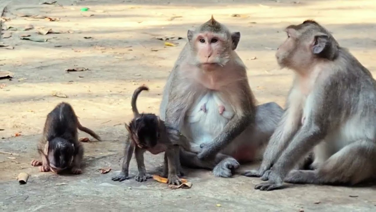 Adorable Baby Monkey in Angkor Area, #48.