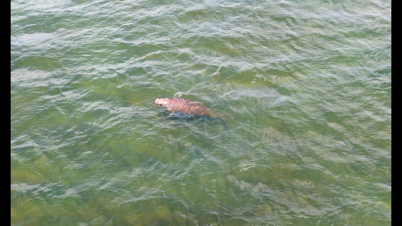 Dugong in Bramble Bay Brighton/Sandgate Foreshore