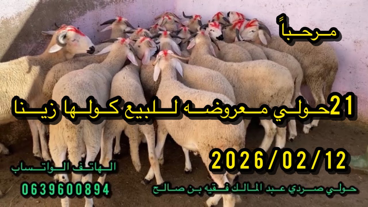 بسم الله #21حولي #معروضةللبيع #مرحبا__بالجميع #برطاجي الله يحفظكم 2026/02/12#تدلة #دارالبيضاء #رباط 