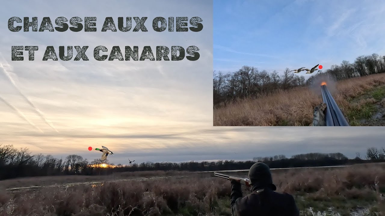 Chasse aux oies et aux canards dans les Dombes ! Compilation saison 23-24 en 4k