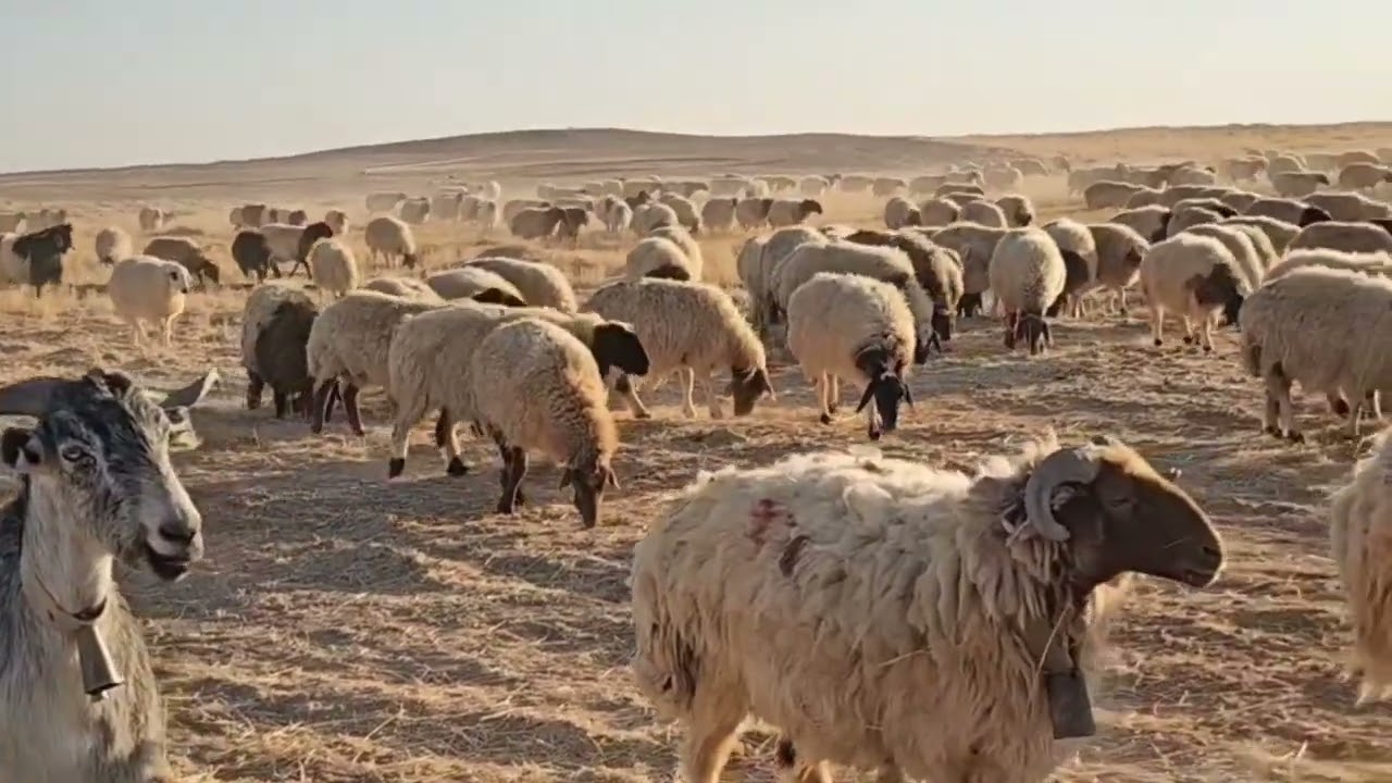 رعي الغنم في الصحراء رعي الغنم مهنه الأنبياء